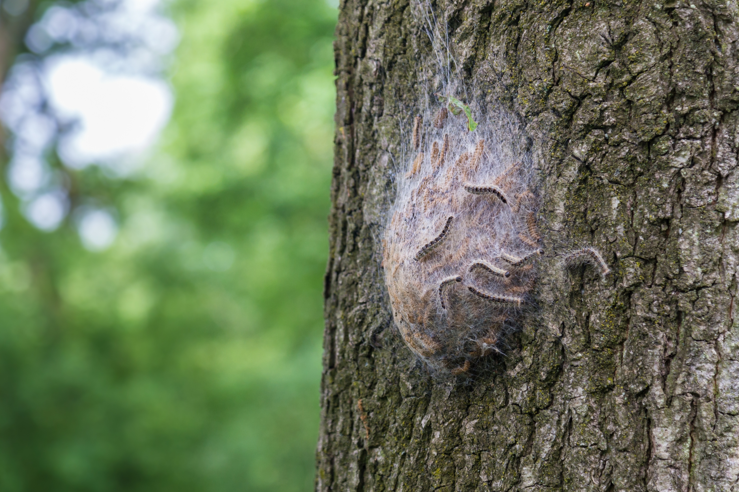 AdobeStock_208577270