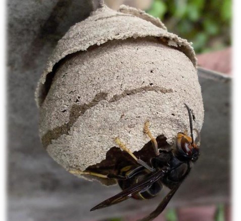 frelon-asiatique-nids-primaires-version-if-6