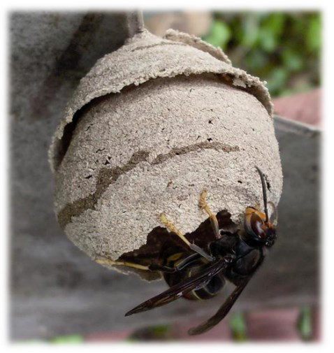 frelon-asiatique-nids-primaires-version-if-6